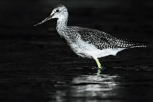 Greater Yellowlegs Bird Leaning Forward On Water (Blue Tint Photo)