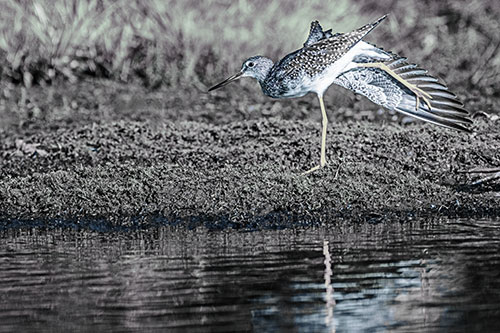 Greater Yellowlegs Stretching Along River Shore (Blue Tint)