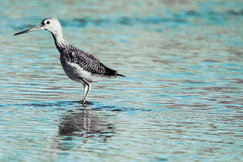 Greater Yellowlegs Wading Among Rippling River Water (Blue Tint Photo)