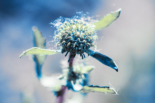 Hairy Gumplant Flower Embracing Sunshine (Blue Tint Photo)
