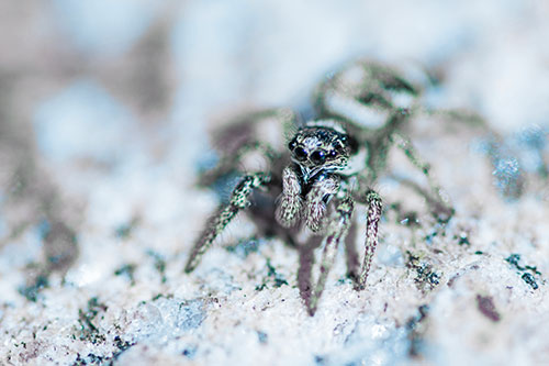 Hairy Jumping Spider Enjoying Sunshine (Blue Tint Photo)