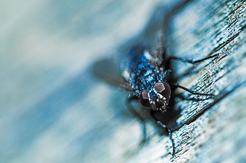 Happy Cluster Fly Enjoys Getting Suntan Among Cracked Wood (Blue Tint)