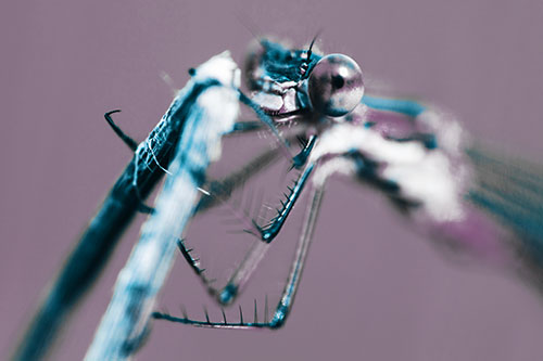 Happy Faced Damselfly Clings Onto Broken Stick (Blue Tint)