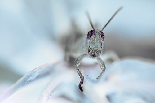 Happy Grasshopper Smiling Among Sneezeweed Leaves (Blue Tint)