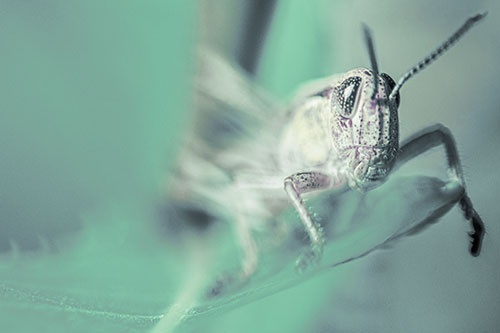 Happy Grasshopper Standing Among Sloping Leaf (Blue Tint)