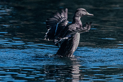 Happy Mallard Duck Flapping Wings Towards Sunshine (Blue Tint)