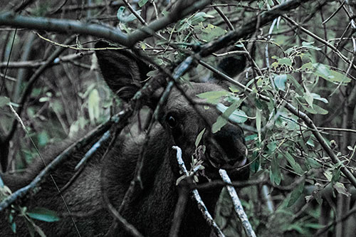 Happy Moose Smiling Behind Tree Branches (Blue Tint Photo)