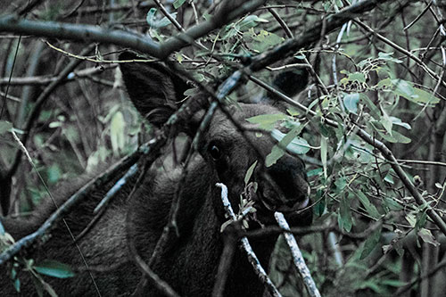 Happy Moose Smiling Behind Tree Branches (Blue Tint)