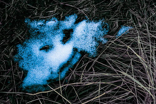 Happy Smug Faced Snow Patch Atop Grass (Blue Tint Photo)