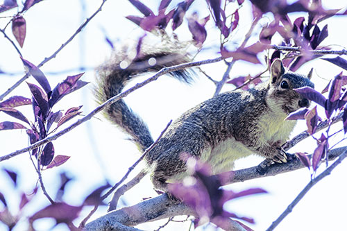 Happy Squirrel With Chocolate Covered Face (Blue Tint Photo)