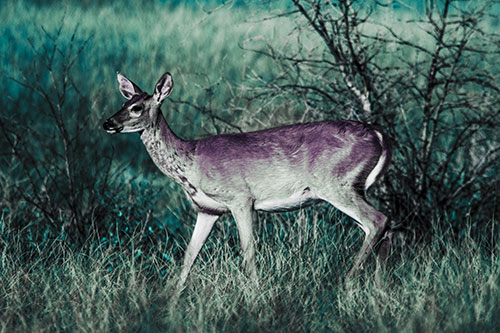 Happy White Tailed Deer Enjoying Stroll Through Grass (Blue Tint Photo)