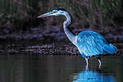 Head Tilting Great Blue Heron Hunting For Fish (Blue Tint Photo)