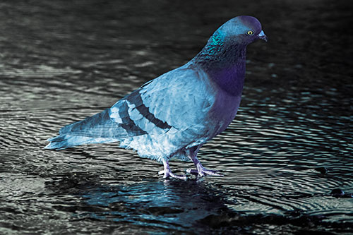 Head Tilting Pigeon Wading Atop River Water (Blue Tint Photo)