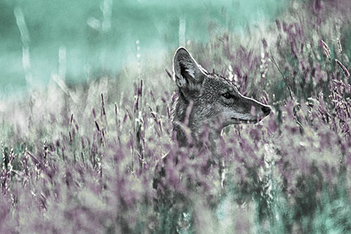 Hidden Coyote Watching Among Feather Reed Grass (Blue Tint Photo)