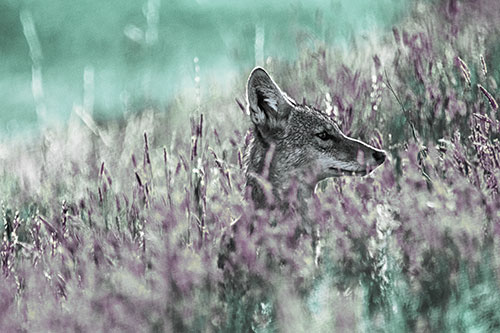 Hidden Coyote Watching Among Feather Reed Grass (Blue Tint)