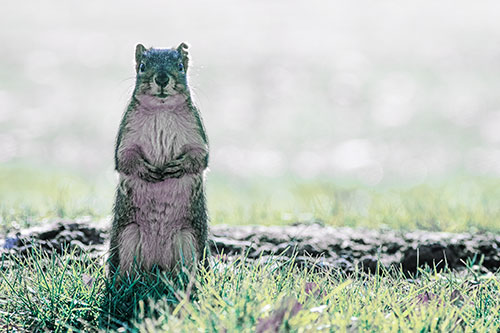 Hind Leg Squirrel Standing Among Grass (Blue Tint Photo)