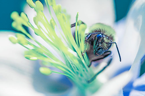 Honey Bee Crawling Among Columbine Flower (Blue Tint)