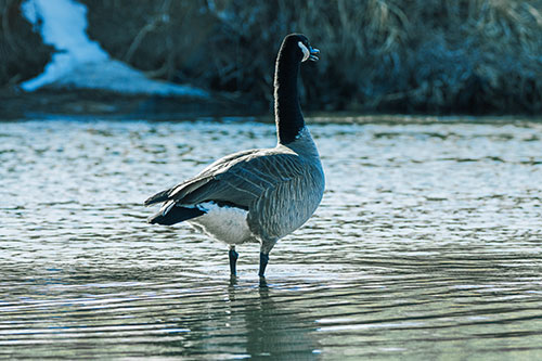 Honking Canadian Goose Standing Among River Water (Blue Tint Photo)