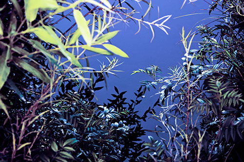 Horde Of Fern Plants Descending Into River Water (Blue Tint)