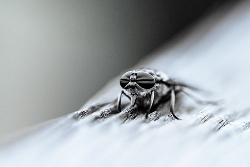 Horse Fly Resting Among Grooved Wood (Blue Tint)