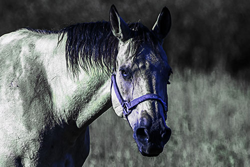 Horse Making Eye Contact (Blue Tint Photo)