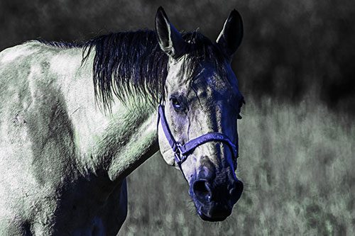 Horse Making Eye Contact (Blue Tint)