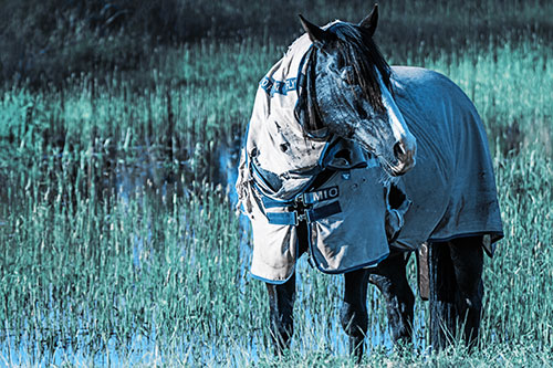 Horse Wearing Coat Atop Wet Grassy Marsh (Blue Tint)