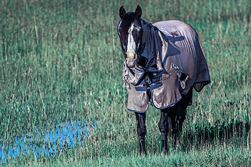 Horse Wearing Coat Standing Along Marsh (Blue Tint Photo)