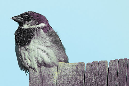 House Sparrow Perched Atop Wooden Post (Blue Tint Photo)