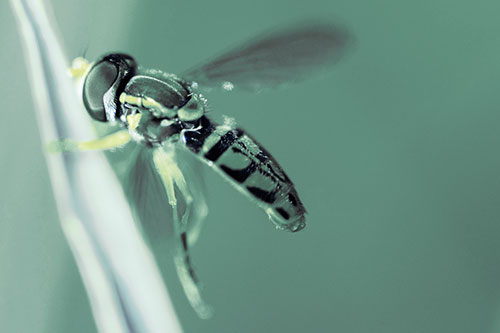 Hoverfly Hugs Grass Blade (Blue Tint Photo)