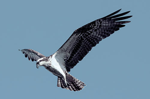 Hovering Osprey Hawk Looking For Fish Below (Blue Tint)