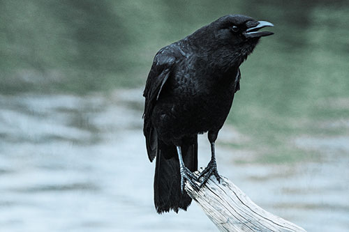 Hunched Over Crow Cawing Atop Broken Tree Log (Blue Tint)