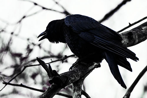 Hunched Over Crow Cawing Atop Tree Branch (Blue Tint Photo)
