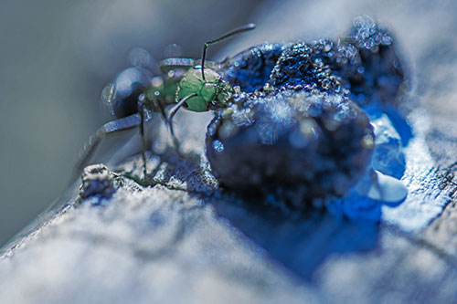 Hungry Carpenter Ant Tears Food Using Mandible Jaws (Blue Tint Photo)