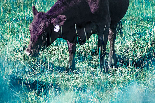 Hungry Cow Enjoying Grassy Meal (Blue Tint Photo)