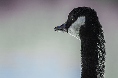 Hungry Crumb Mouthed Canadian Goose Senses Intruder (Blue Tint Photo)