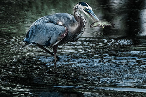 Hungry Great Blue Heron Spears Through Trout Fish (Blue Tint)