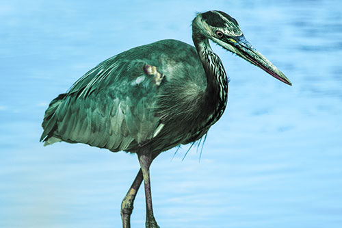 Hungry Great Blue Heron Spots Swimming Fish (Blue Tint)