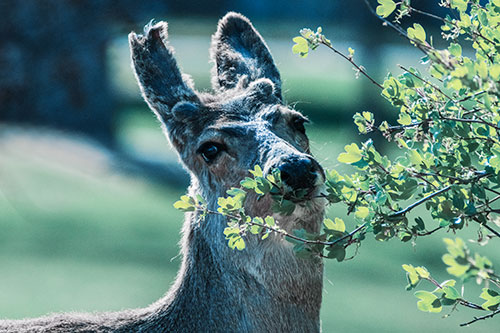 Hungry Lone Mule Deer Chewing Tree Leaves (Blue Tint)