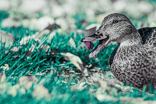 Hungry Mallard Duck Devours Cherry (Blue Tint)