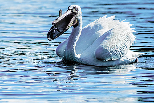 Hungry Pelican Captures Salamander For Breakfast (Blue Tint)