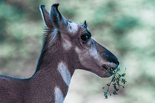 Hungry Pronghorn Gobbles Leafy Plant (Blue Tint Photo)