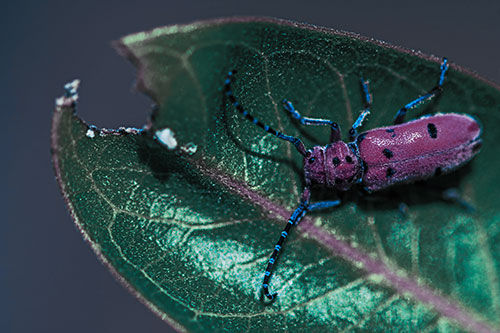 Hungry Red Milkweed Beetle Rests Among Chewed Leaf (Blue Tint Photo)