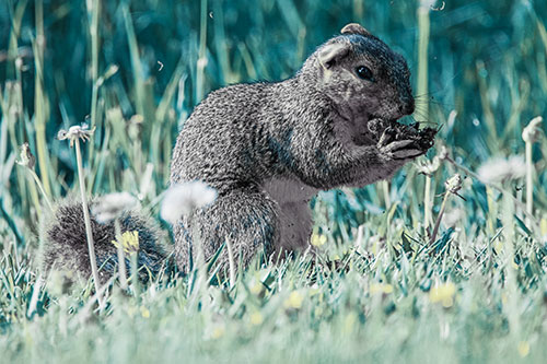 Hungry Squirrel Feasting Among Dandelions (Blue Tint Photo)
