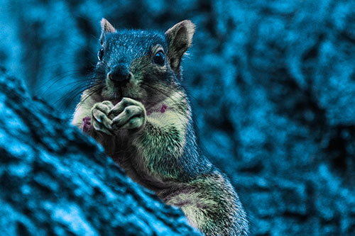 Hungry Squirrel Feasting Among Sloping Tree Branch (Blue Tint Photo)