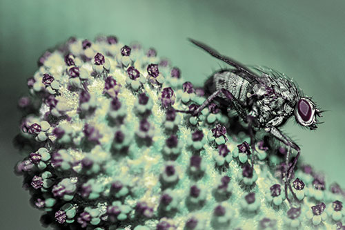 Hunter Fly Rests Among Sloping Coneflower (Blue Tint)