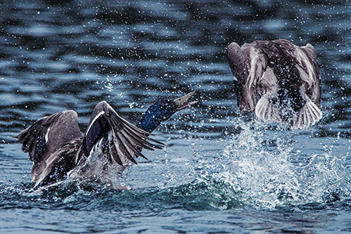 Hyper Water Splashing Mallard Ducks Playing Among Lake (Blue Tint)