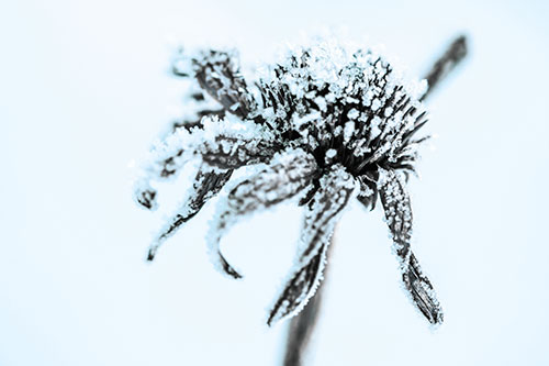 Ice Frost Consumes Dead Frozen Coneflower (Blue Tint Photo)