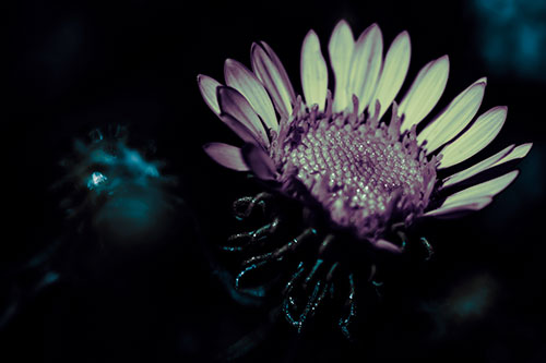 Illuminated Gumplant Flower Surrounded By Darkness (Blue Tint Photo)