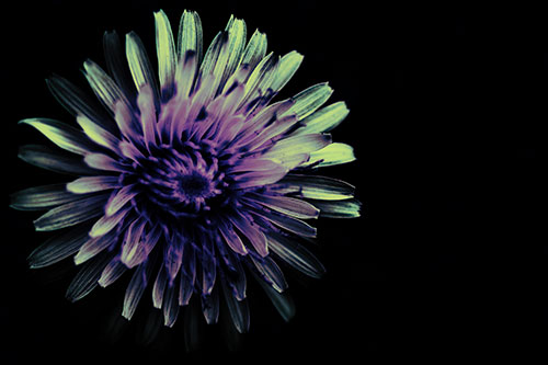 Illuminated Taraxacum Flower In Darkness (Blue Tint Photo)